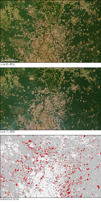 Deforestation in Brazil