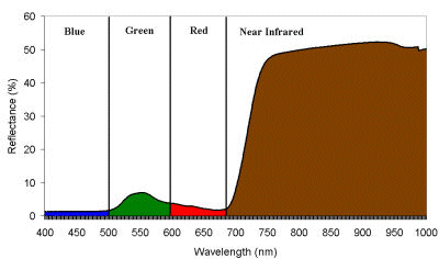 Vegetation spectral siganture