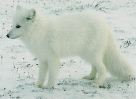 Arctic Fox