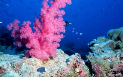 Tarawa reef